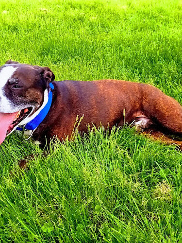 Highland Dog Park