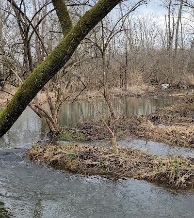 Koogler Wetland Prairie Reserve - Dayton, OH