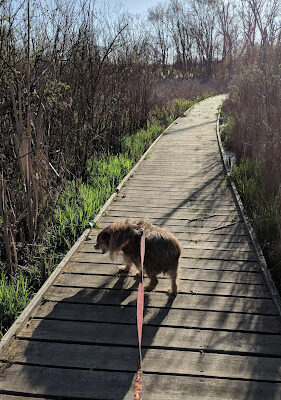 Koogler Wetland Prairie Reserve