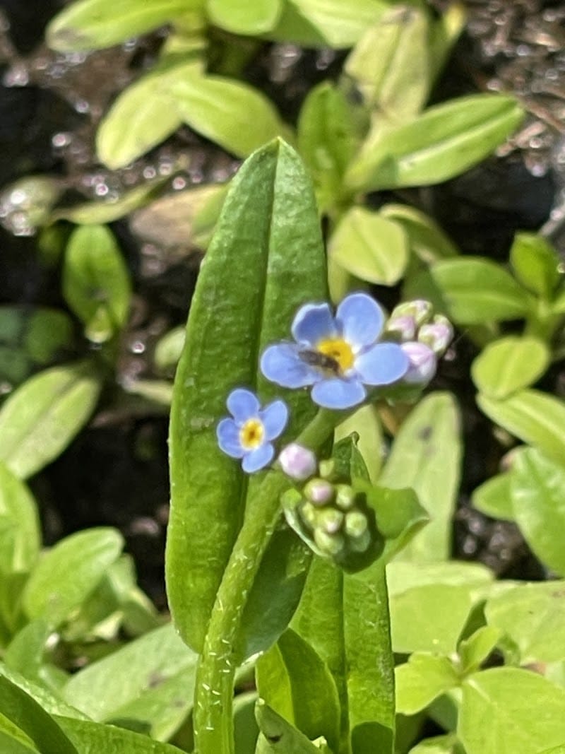 Koogler Wetland Prairie Reserve - Dayton, OH