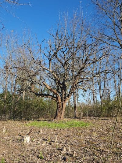 Koogler Wetland Prairie Reserve - Dayton, OH