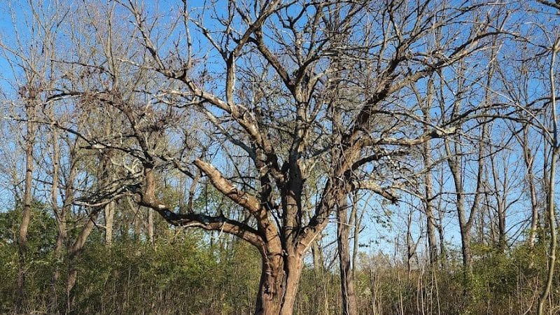 Koogler Wetland Prairie Reserve - Dayton, OH