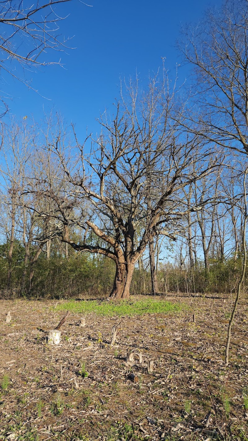 Koogler Wetland Prairie Reserve - Dayton, OH