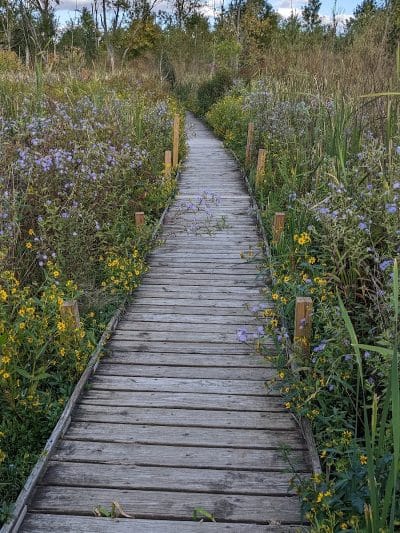 Koogler Wetland Prairie Reserve - Dayton, OH