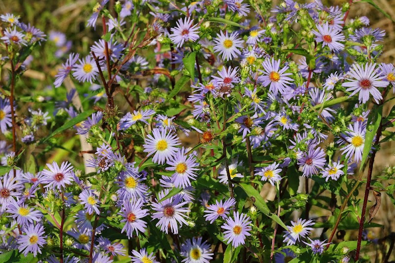 Koogler Wetland Prairie Reserve - Dayton, OH