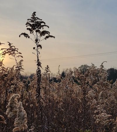 Koogler Wetland Prairie Reserve - Dayton, OH