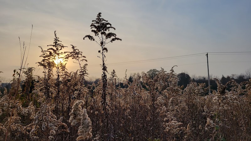Koogler Wetland Prairie Reserve - Dayton, OH