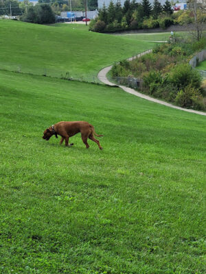 Montgomery County Bark Park Dayton