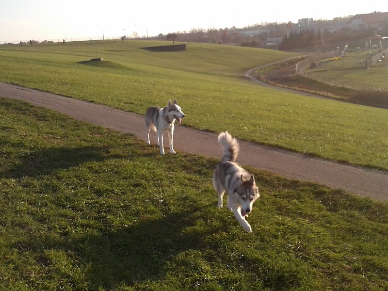 Montgomery County Bark Park Dayton - Dayton, OH