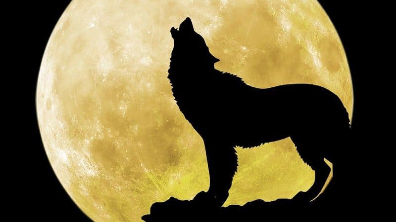 Moon Dogs Express Pet Care (Private Dog Park) - Dayton, OH