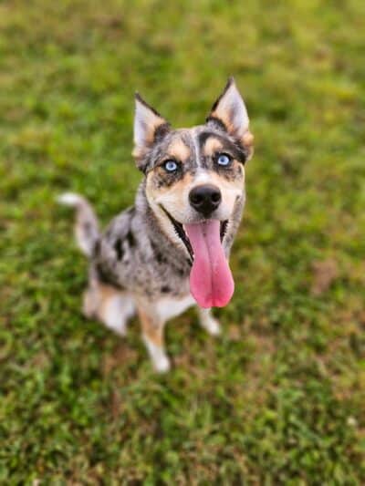 Devine Dog Park - Deerfield, WI
