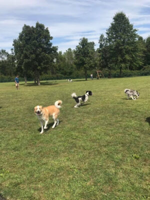 Defiance Bark And Run (Membership Required)