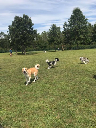 Defiance Bark And Run (Membership Required)