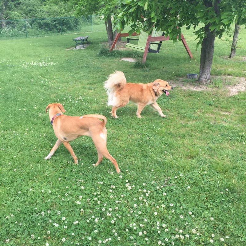 Defiance Bark And Run (Membership Required) - Defiance, OH