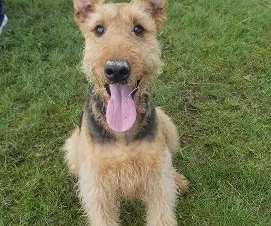 Defiance Bark And Run (Membership Required) - Defiance, OH