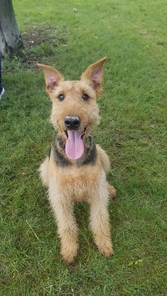 Defiance Bark And Run (Membership Required) - Defiance, OH