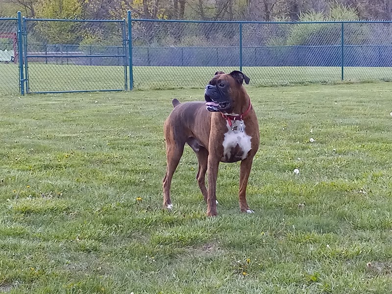 Defiance Bark And Run (Membership Required) - Defiance, OH