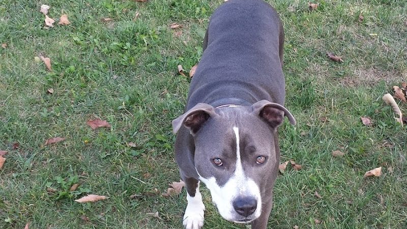 Defiance Bark And Run (Membership Required) - Defiance, OH