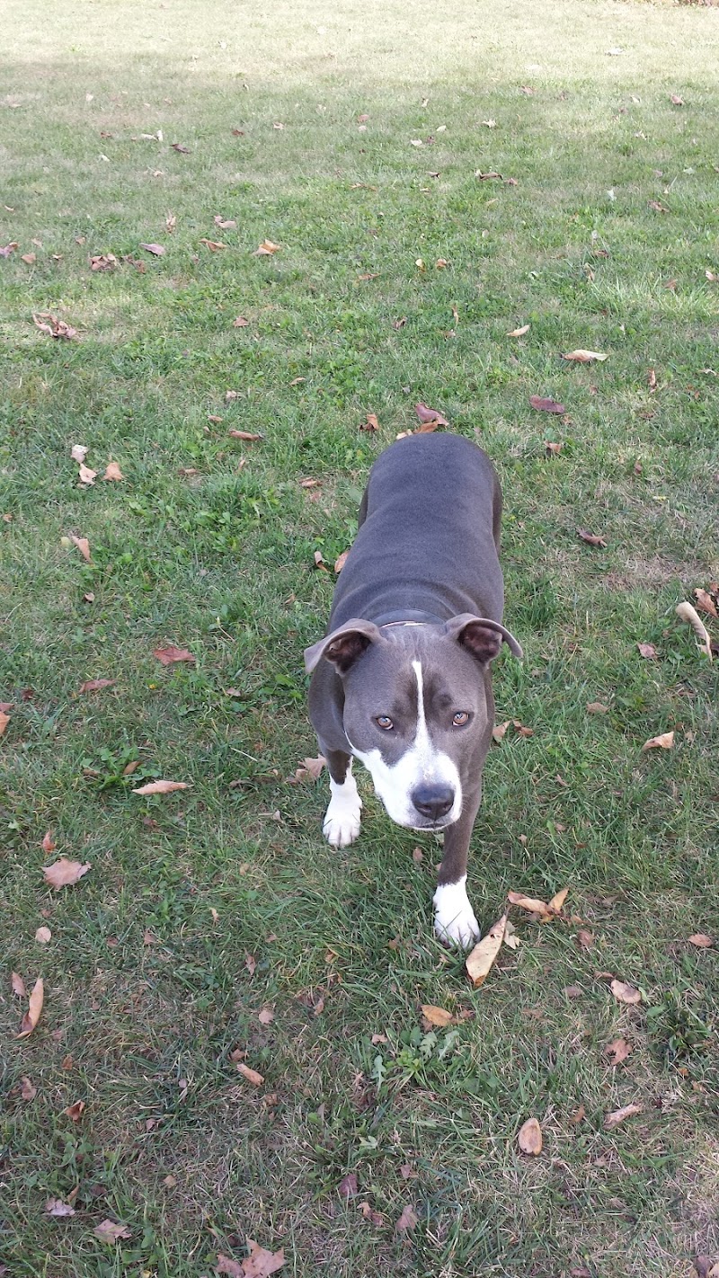 Defiance Bark And Run (Membership Required) - Defiance, OH