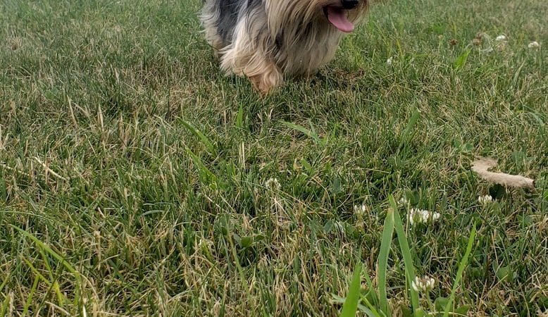 Delaware City Dog Park - Delaware, OH