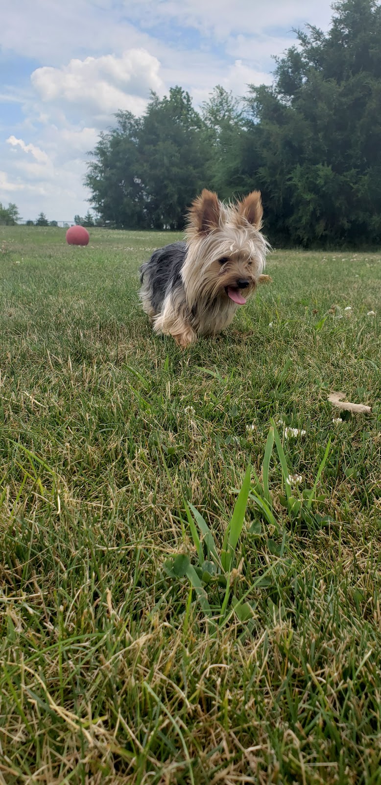 Delaware City Dog Park - Delaware, OH