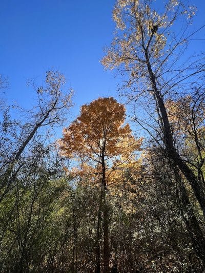 Havener Park - Delaware, OH