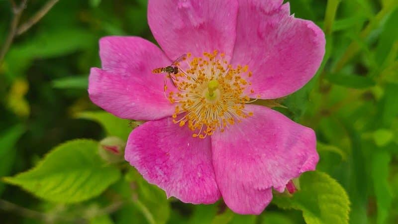 Havener Park - Delaware, OH
