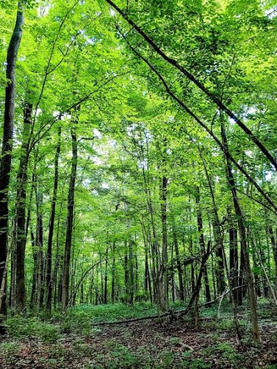 Hickory Woods Park - Delaware, OH
