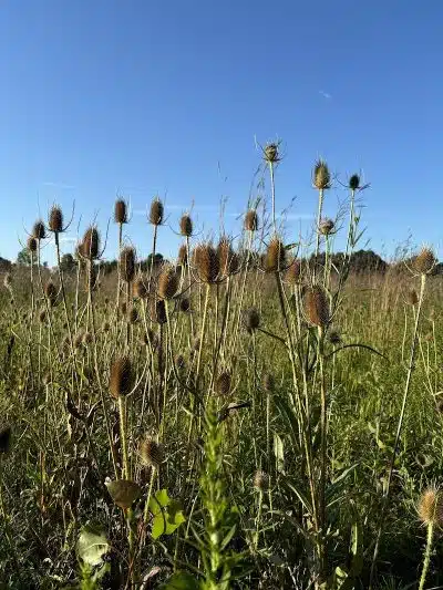 Hickory Woods Park - Delaware, OH