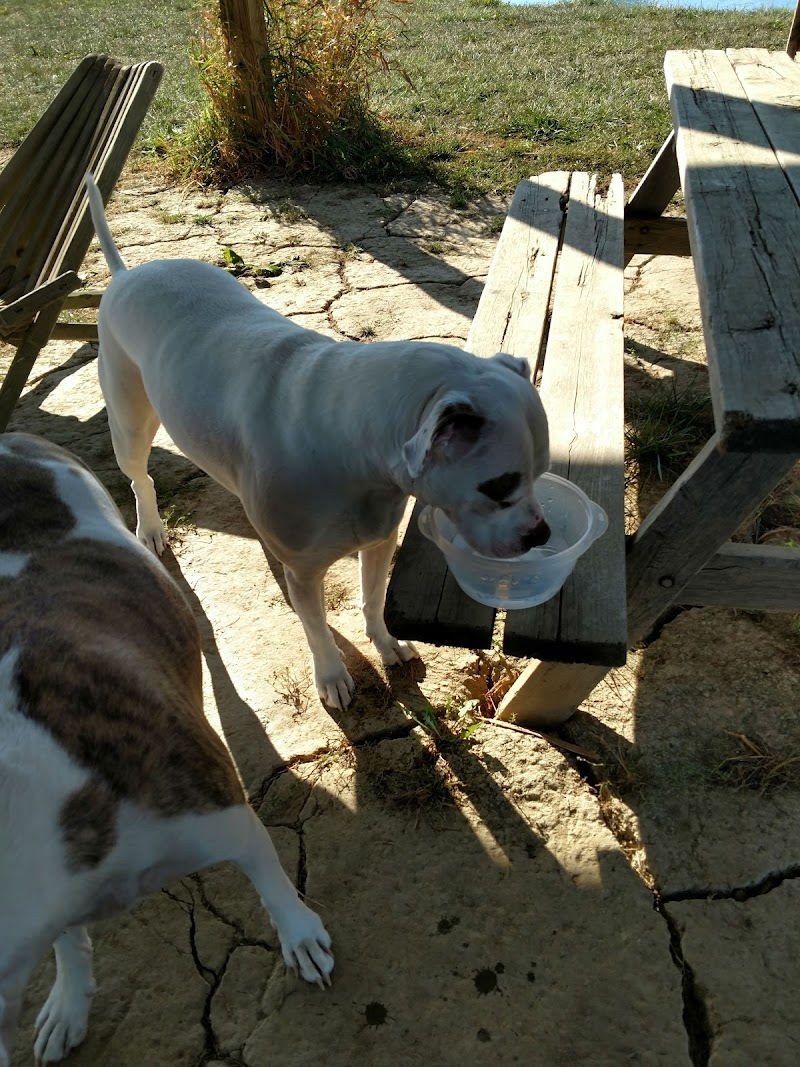 Mutt's Paradise AmuseMutt Park & Dog Training Center - Delaware, OH