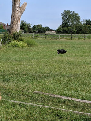 Mutt's Paradise AmuseMutt Park & Dog Training Center
