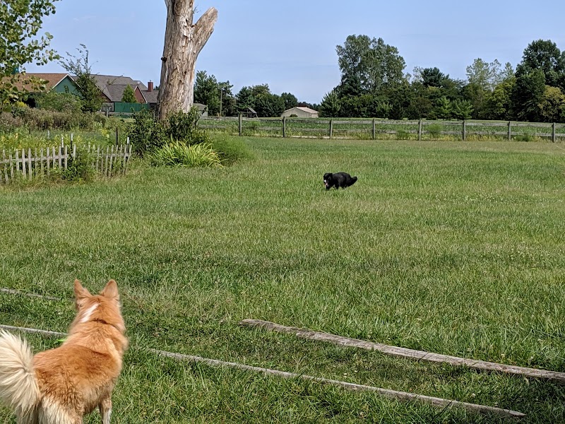Mutt's Paradise AmuseMutt Park & Dog Training Center - Delaware, OH