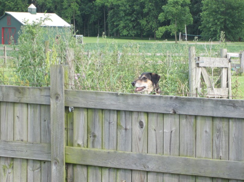 Mutt's Paradise AmuseMutt Park & Dog Training Center - Delaware, OH