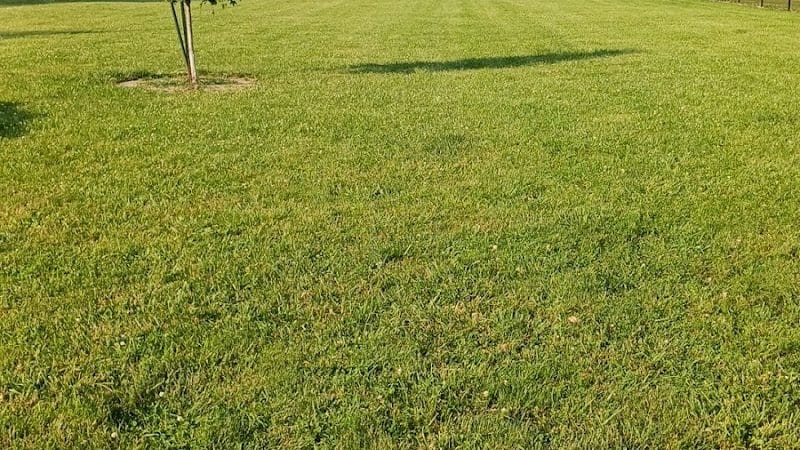 Bev's Dog Run - Delphos, OH