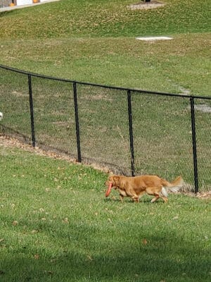 Denison Dog Park