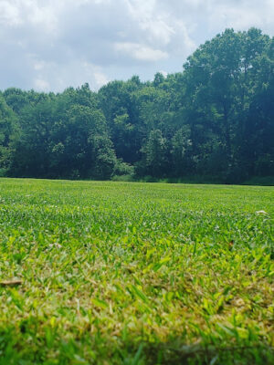 Thornwood park