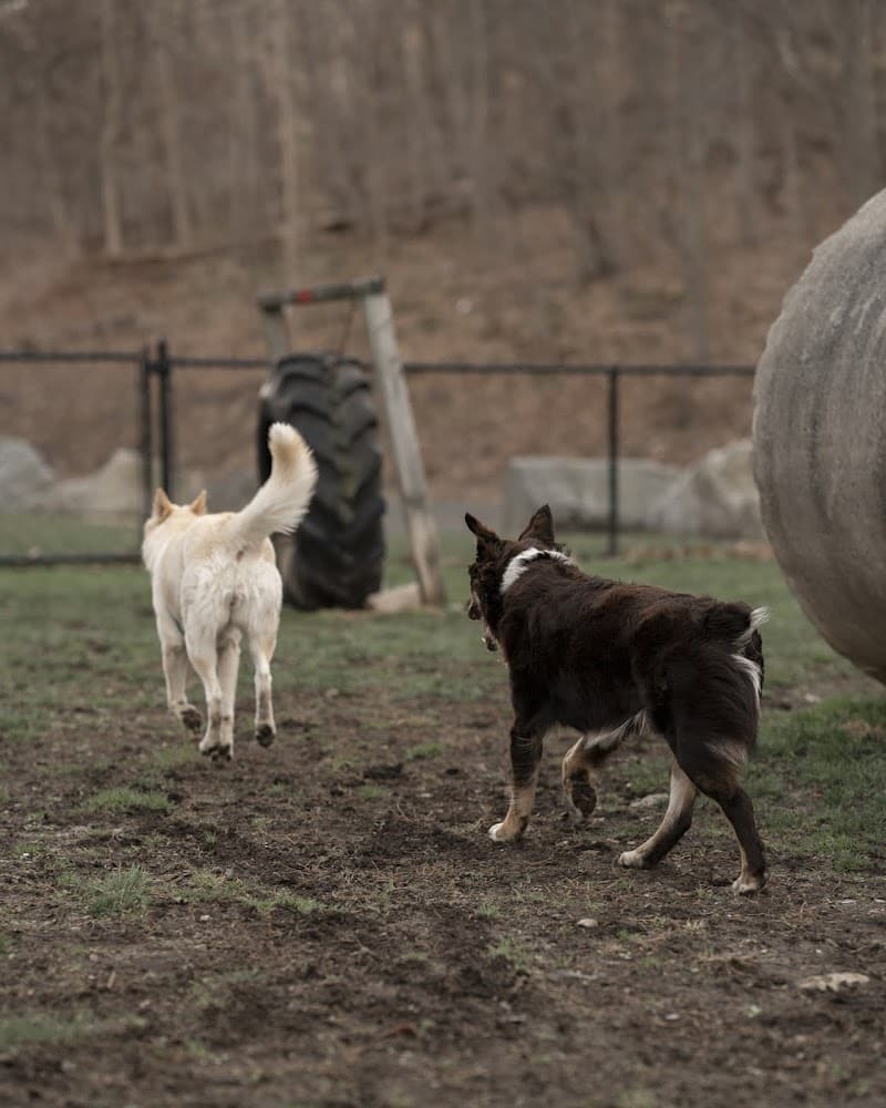 Derby & Ansonia Dog Park - Derby, CT