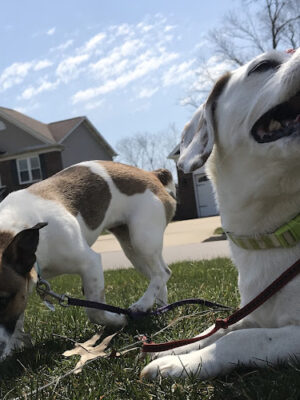 Dog Gone It Pet Care ®