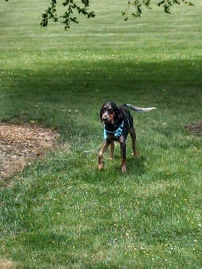 Amlin Crossing Park - Dublin, OH