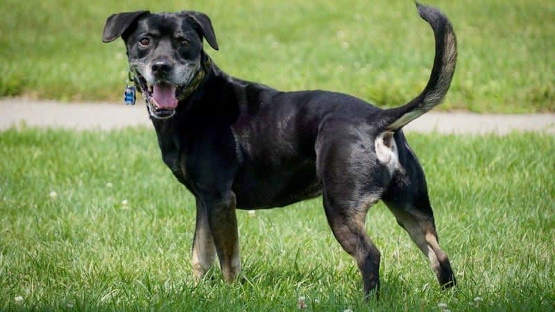 Darree Fields Dog Park - Dublin, OH
