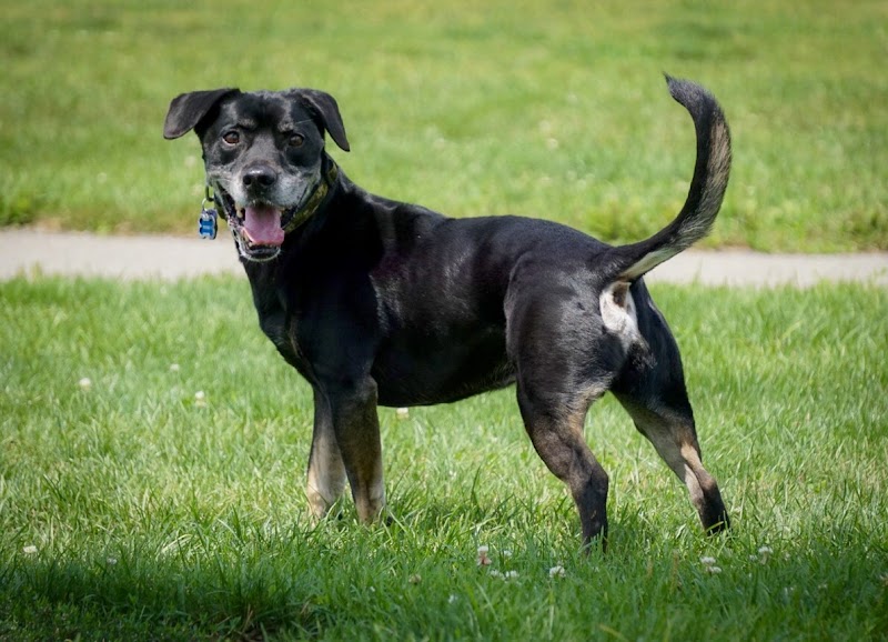 Darree Fields Dog Park - Dublin, OH