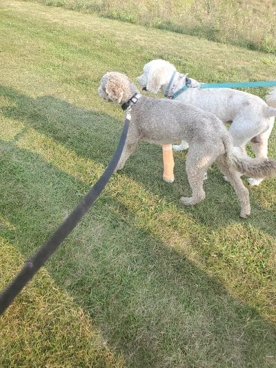 Darree Fields Dog Park - Dublin, OH