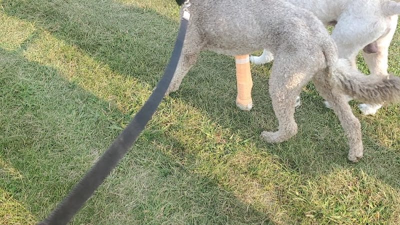 Darree Fields Dog Park - Dublin, OH