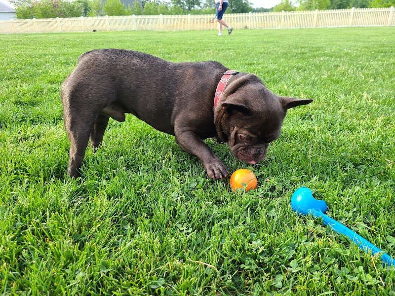 Darree Fields Dog Park - Dublin, OH
