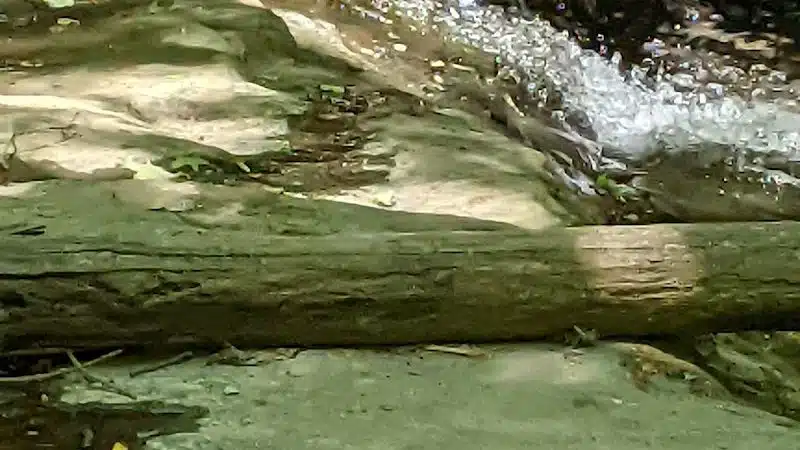 Beach City Wildlife Area - Dundee, OH