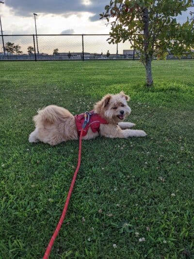 Bay Park Dog Park - East Rockaway, NY