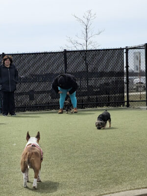 Bay Park Dog Park