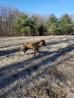 Easton Dog Park