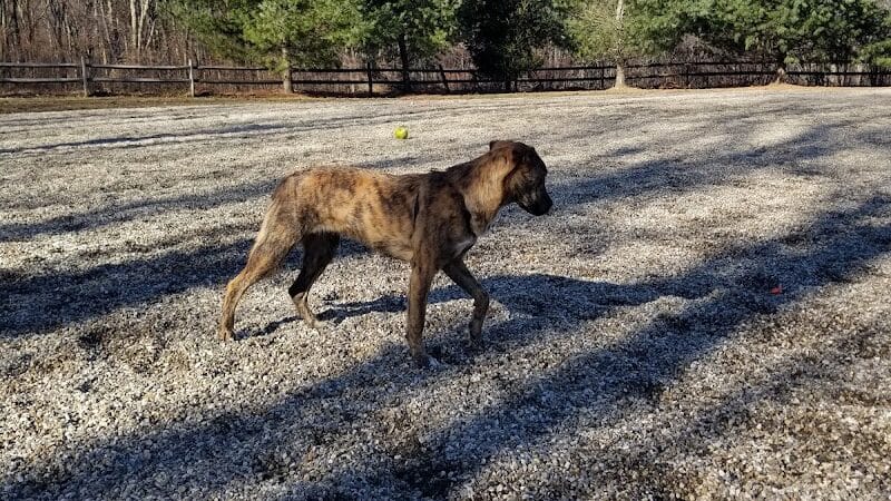 Easton Dog Park - Easton, CT