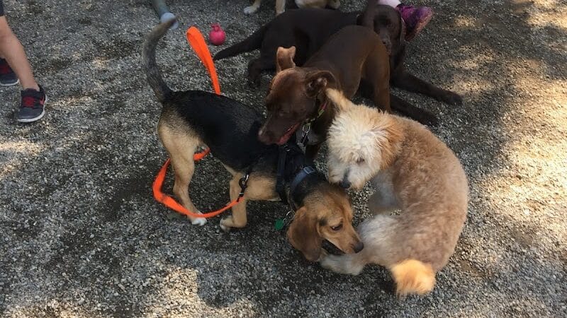 Easton Dog Park - Easton, CT